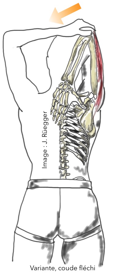 ETIREMENTS Triceps brachial Ruegger legende