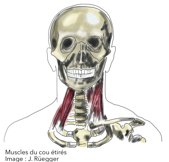ETIREMENTS cou muscles Ruegger legende